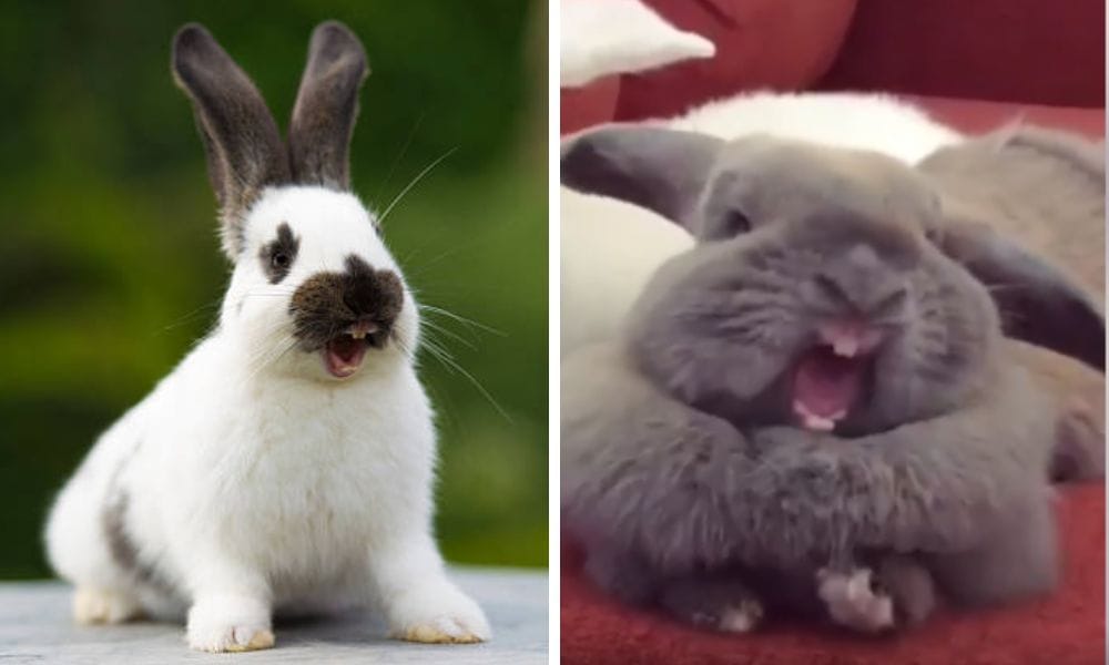 Bunny Yawning