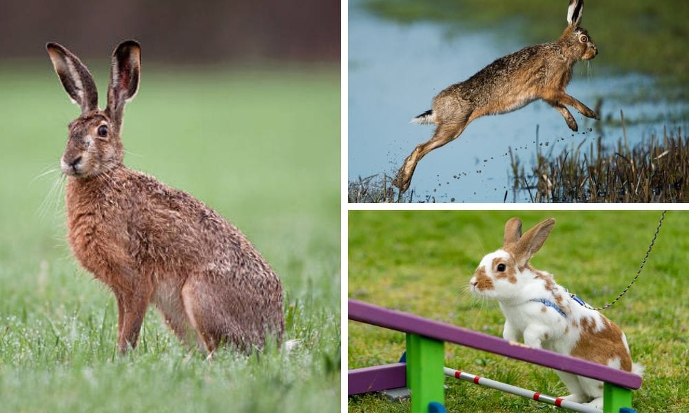 How High Can a Rabbit Jump: Unveiling the Acrobatic Prowess of Bunnies