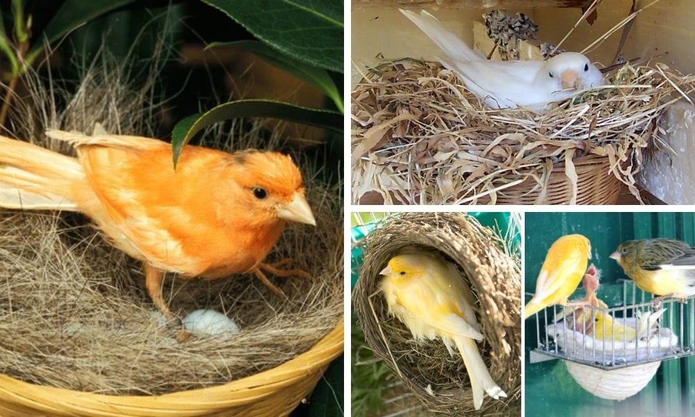 Canary nest
