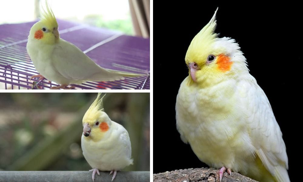 Discover the Enchanting World of Yellow Cockatiel: A Comprehensive Guide