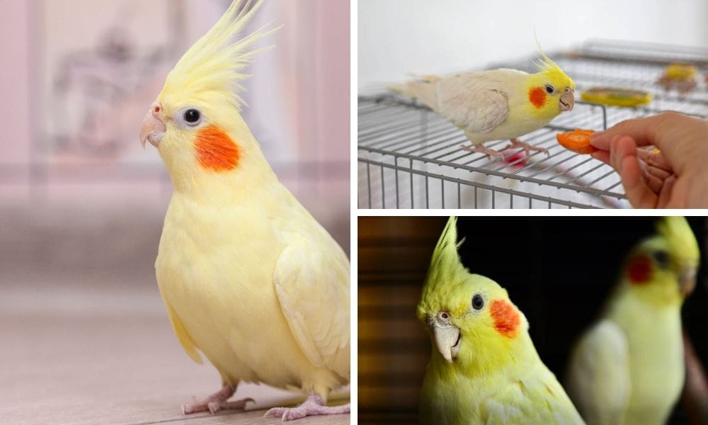 The Unique Characteristics of the Yellow Cockatiel: A Guide