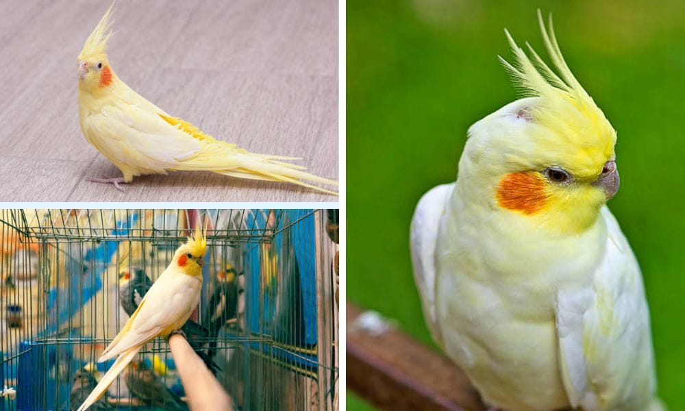 lutino cockatiel