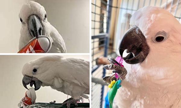 Cockatoo Toys