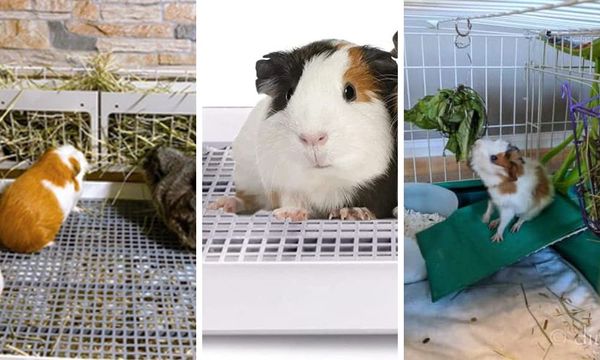 Guinea Pig Litter Box