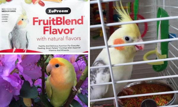ZuPreem Fruit Blend Bird Food