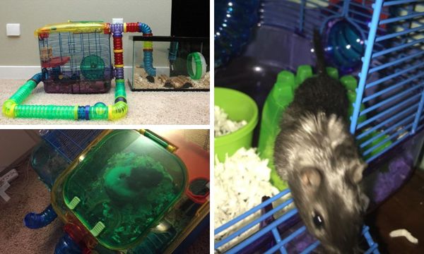 Kaytee Hamster Cages