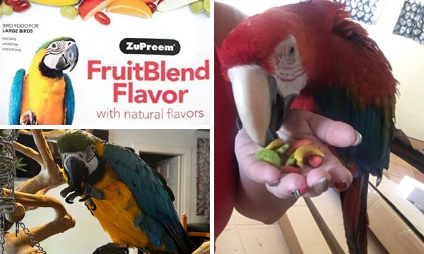 Zupreem Fruit Blend