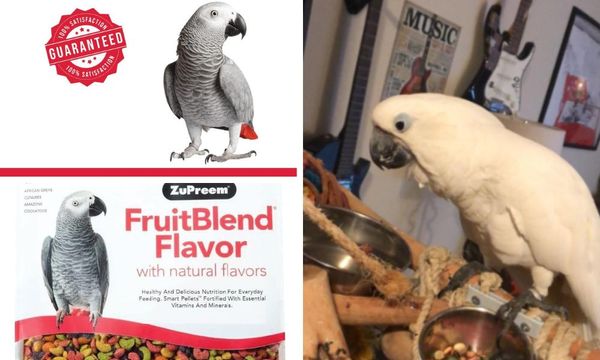 ZuPreem Fruit Blend