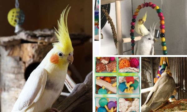 Cockatiel Toys