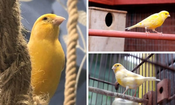 Canary Nest Placement