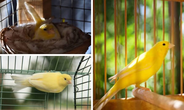 Canary nest