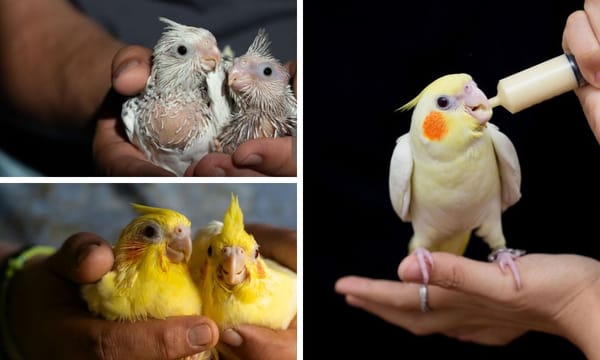 Breeding Yellow Cockatiel: What You Need to Know About It