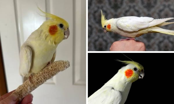 Yellow Cockatiel