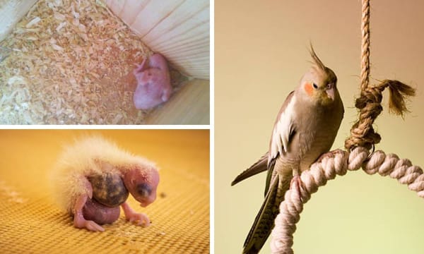 From Hatchling to Adult: The Life Cycle of a Cinnamon Cockatiel