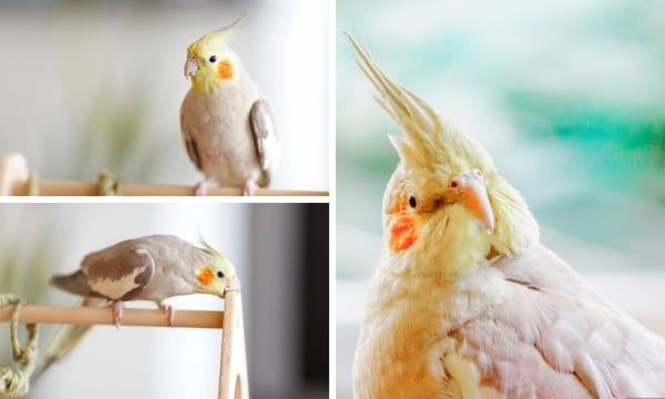 How to Identify and Care for a Cinnamon Cockatiel: A Guide