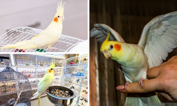 How to Train Your Yellow Cockatiel: A Step-by-Step Guide