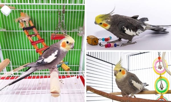 The Best Toys for Cockatiels You Should Consider Buying in 2024