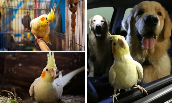lutino cockatiel and dogs