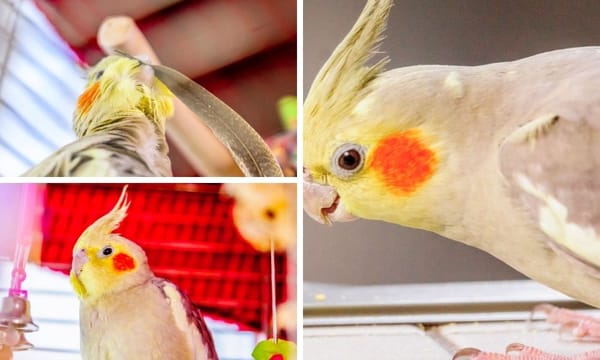 The Cinnamon Cockatiel: A Comprehensive Guide to Care, Personality, and Facts