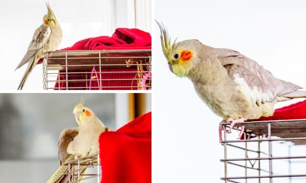 The Cinnamon Cockatiel: An In-depth Look at This Colorful Bird