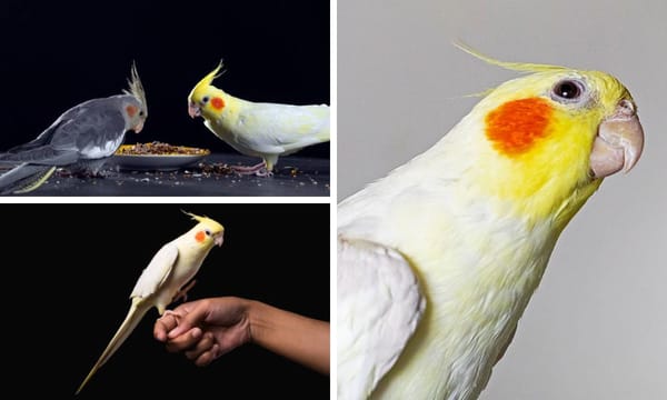 The Social Life of Yellow Cockatiel: Understanding Its Needs