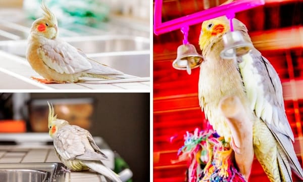 What Makes the Cinnamon Cockatiel Different: A Study of Its Unique Characteristics