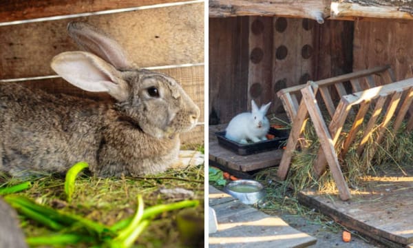 Wooden Rabbit Hay Feeder